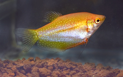 Trichopodus Leeri Gold abri sous roche